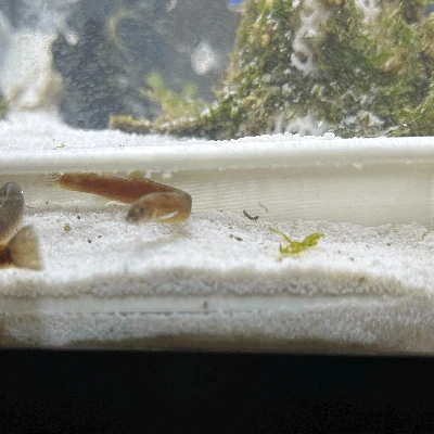 Hang Tép Ngắm Cảnh