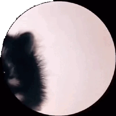 GAME MEME PEDRO EL MAPACHE