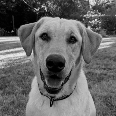 Mô hình Khắc Chó 3D