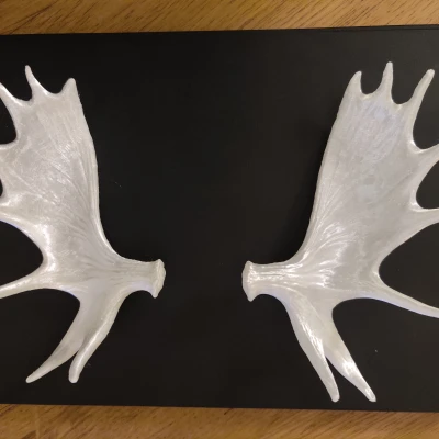 Gạc Nai Sừng Tấm