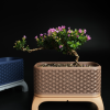 Chậu Cây Bonsai Kumiko Có Chân (Chữ Nhật) - Thumbnail 2
