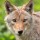 Coyote_3063407