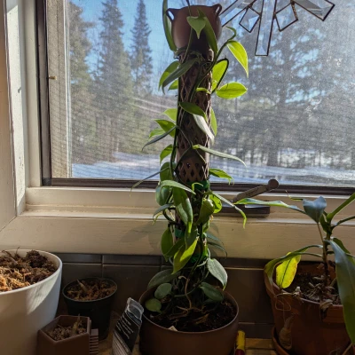 Chậu Cây Giữ Rêu