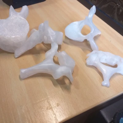 Cột sống người thật, bao gồm đốt sống cổ, ngực và thắt lưng