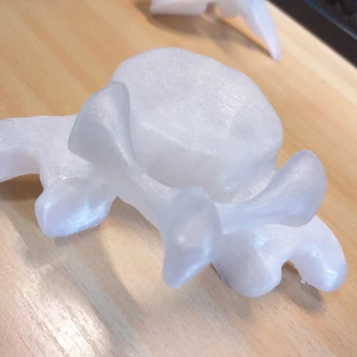 Cột sống người thật, bao gồm đốt sống cổ, ngực và thắt lưng