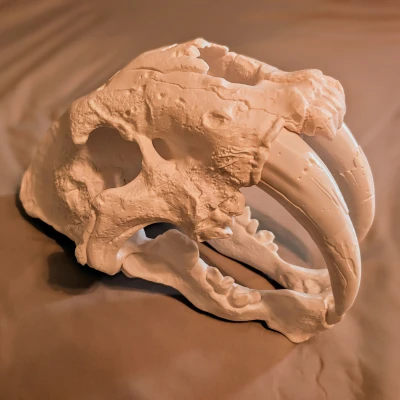 Đầu Lâu Smilodon (Mèo Răng Kiếm) Kích Thước Thật