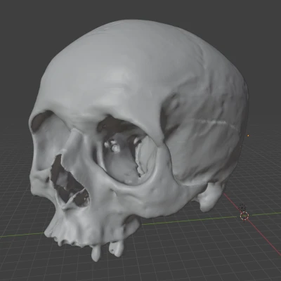 Mô hình 3D Hộp Sọ Người