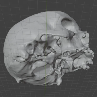 Mô hình 3D Hộp Sọ Người