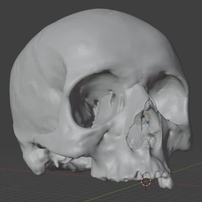 Mô hình 3D Hộp Sọ Người