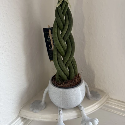 Chậu Cây Ngồi - Chân Gập