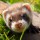 ferret_2866468