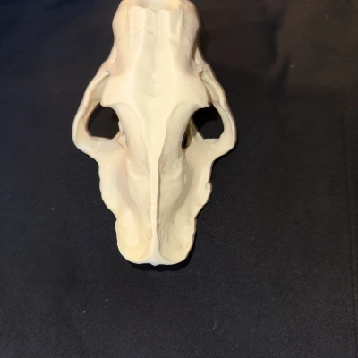 Đầu Lâu Hổ Răng Kiếm