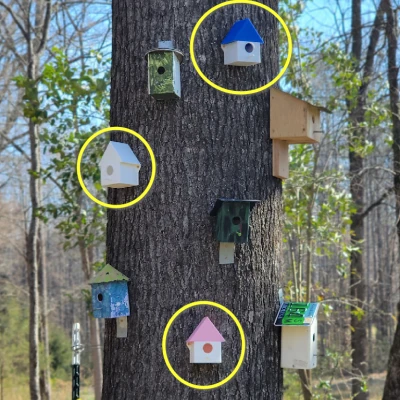 Mẫu Chuồng Chim Đơn Giản. In Một Mảnh.