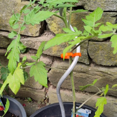 Kẹp Cây Cảnh (Plant Clip)