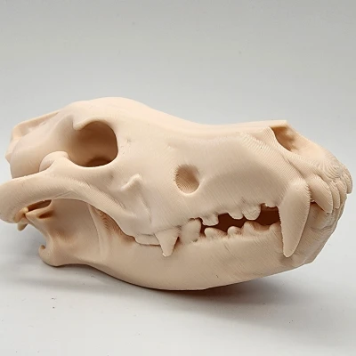 Hộp Sọ Sói Xám