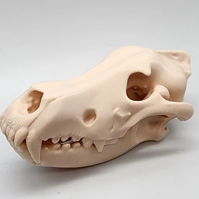 Hộp Sọ Sói Xám