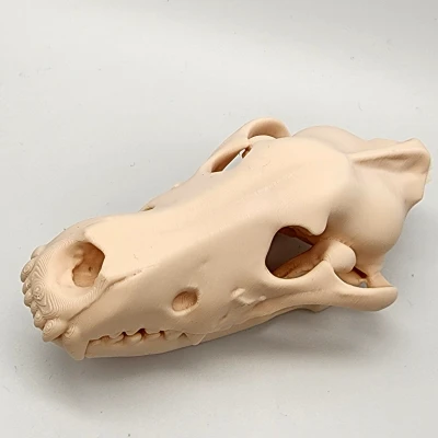 Hộp Sọ Sói Xám