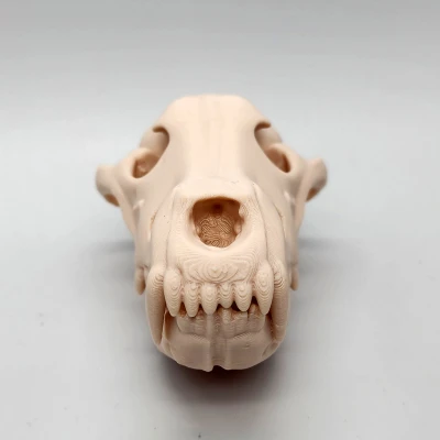 Hộp Sọ Sói Xám