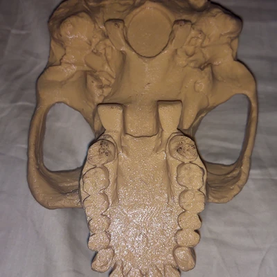 Mô hình Sọ Australopithecus Afarensis