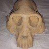 Mô hình Sọ Australopithecus Afarensis - Thumbnail 2