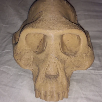 Mô hình Sọ Australopithecus Afarensis