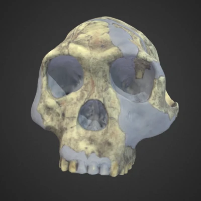 Mô hình Homo habilis