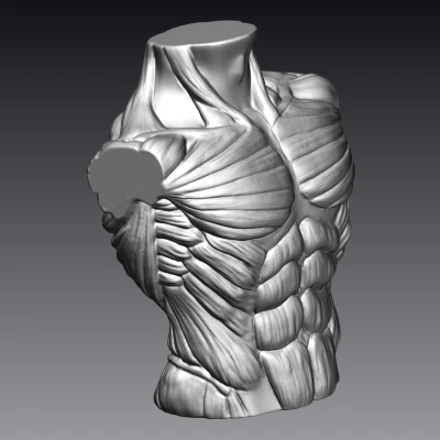 Tượng Ngực Cơ Bắp Nam
