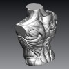 Tượng Ngực Cơ Bắp Nam - Thumbnail 2