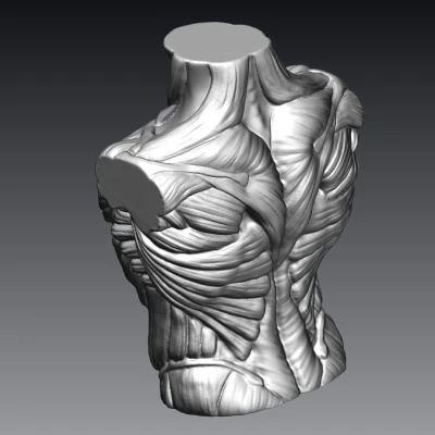Tượng Ngực Cơ Bắp Nam