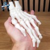 Mô Hình Bàn Tay Bộ Xương Khớp Hoạt Hình In Liền Mạch - Thumbnail 1