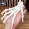 Mô Hình Bàn Tay Bộ Xương Khớp Hoạt Hình In Liền Mạch - Thumbnail 8