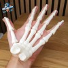 Mô Hình Bàn Tay Bộ Xương Khớp Hoạt Hình In Liền Mạch - Thumbnail 9