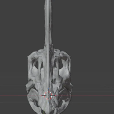 Hộp Sọ Oviraptor "Spike"