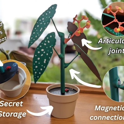 Chậu Hoa Mười Giờ Với Bí Mật