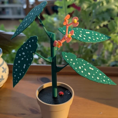 Chậu Hoa Mười Giờ Với Bí Mật