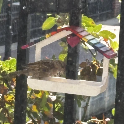 Khay Ăn Chim Gắn Lan Can