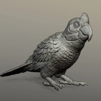 Tượng Vẹt Mỏ Rộng Tỉ Lệ 1:4 và 1:1