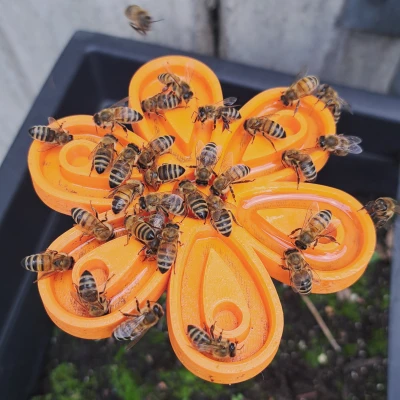 Chỗ Cấp Nước Cho Ong Trong Vườn