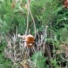 Máng ăn chim - Bird feeder - Thumbnail 10