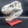 Mô Hình Sọ T-Rex - Thumbnail 1
