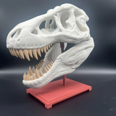 Mô Hình Sọ T-Rex