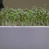 Hệ thống trồng cây trong nhà Smart Sprouts / Rau xanh - Thumbnail 2