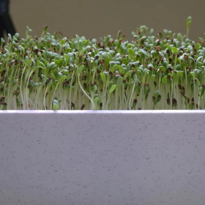 Hệ thống trồng cây trong nhà Smart Sprouts / Rau xanh