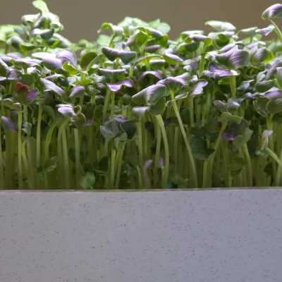 Hệ thống trồng cây trong nhà Smart Sprouts / Rau xanh