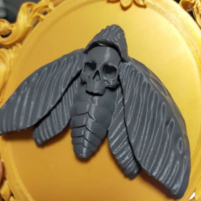 Mô hình Bướm Đầu Lâu trong Khung