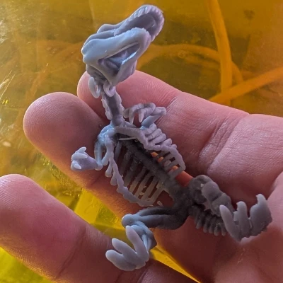 Bộ Xương Khủng Long (DND / TTRPG)