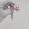 Axolotl Baby Flexi Lai Hybrid - Thumbnail 9