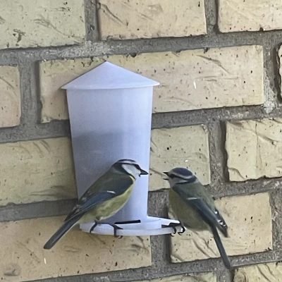 Máng Ăn Chim Treo Tường