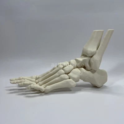 Mô Hình Giải Phẫu Xương Bàn Chân Trái