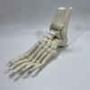 Mô Hình Giải Phẫu Xương Bàn Chân Trái - Thumbnail 3